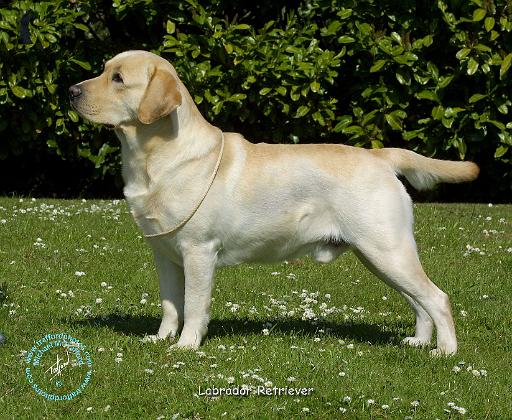 Labrador Retriever 9R047D-110.JPG